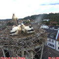 06_05-nest.jpg