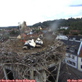 06_10-nest.jpg