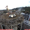 06_15-nest.jpg