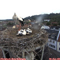 06_20-nest.jpg
