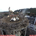 06_25-nest.jpg
