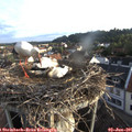 06_30-nest.jpg