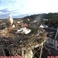 06_35-nest.jpg