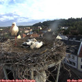 06_40-nest.jpg