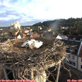 06_45-nest.jpg