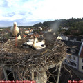 06_50-nest.jpg