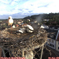 06_55-nest.jpg