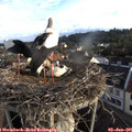 07_00-nest.jpg
