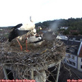 07_05-nest.jpg