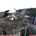 07_10-nest.jpg
