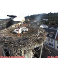 07_15-nest.jpg