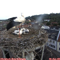 07_20-nest.jpg