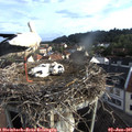 07_25-nest.jpg