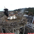 07_30-nest.jpg