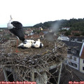 07_35-nest.jpg
