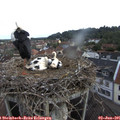 07_40-nest.jpg