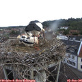 07_45-nest.jpg