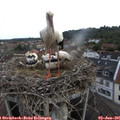 07_50-nest.jpg