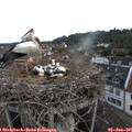07_55-nest.jpg