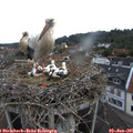 08_00-nest.jpg