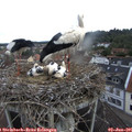 08_05-nest.jpg