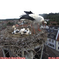 08_10-nest.jpg