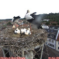 08_15-nest.jpg