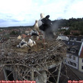 08_20-nest.jpg