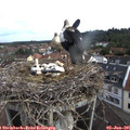 08_25-nest.jpg