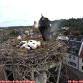 08_30-nest.jpg