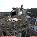 08_35-nest.jpg
