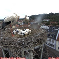 08_40-nest.jpg