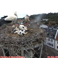 08_45-nest.jpg