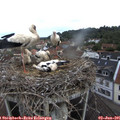 08_50-nest.jpg