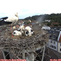 08_55-nest.jpg