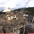 09_00-nest.jpg