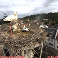 09_05-nest.jpg