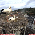 09_10-nest.jpg