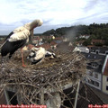 09_15-nest.jpg