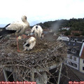 09_20-nest.jpg