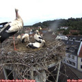 09_25-nest.jpg