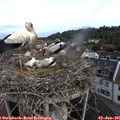 09_30-nest.jpg