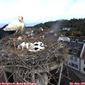 09_35-nest.jpg