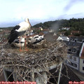 09_40-nest.jpg