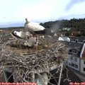 09_45-nest.jpg