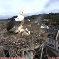 09_50-nest.jpg