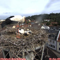 09_55-nest.jpg