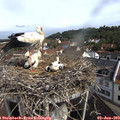 10_00-nest.jpg