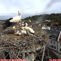 10_05-nest.jpg
