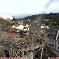 10_10-nest.jpg